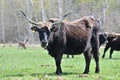 bison wild ancestor of domestic cattle Royalty Free Stock Photo