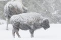 Bison in a windy blizzard Royalty Free Stock Photo