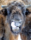 Bison in winter