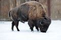 Bison in winter