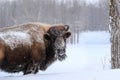 Bison in Winter