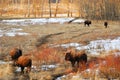 Bison on winter grass field