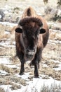 Bison winter snow