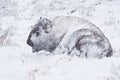 Bison in Winter Storm Royalty Free Stock Photo