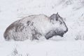 Bison in Winter Storm