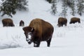 Bison, Winter, Yellowstone National Park