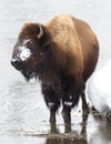 Bison, Winter, Yellowstone National Park