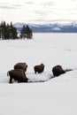 Bison, Winter, Yellowstone NP