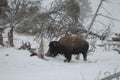 Bison in winter in Yellowstone in the snow.