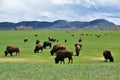 Cattle Bison in Wyoming