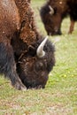 Bison in Yellowstone Royalty Free Stock Photo