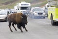 Bison in Yellowstone