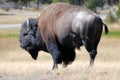 Bison In Yellowstone