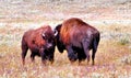 Bison in Yellowstone