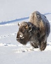 Bison Yellowstone January 2020 Royalty Free Stock Photo