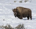 Bison Yellowstone January 2020 Royalty Free Stock Photo