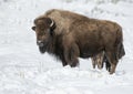 Bison Yellowstone January 2020 Royalty Free Stock Photo