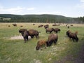 Bison in Yellowstone National Park Royalty Free Stock Photo