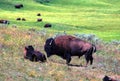 Bison - Yellowstone National Park Royalty Free Stock Photo