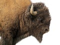 Bison in Yellowstone National Park Royalty Free Stock Photo