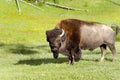 Bison in Yellowstone national park USA Royalty Free Stock Photo