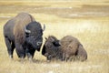 Bison at Yellowstone National Park, Wyoming Royalty Free Stock Photo