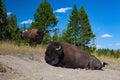 The bison in Yellowstone National Park, Wyoming. USA Royalty Free Stock Photo