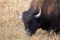 Bison - Yellowstone National Park, Wyoming. Royalty Free Stock Photo