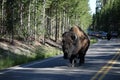 A bison at yellowstone park.