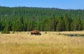Bison in Yellowstone, Wyoming Royalty Free Stock Photo