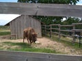 Bison in zoo