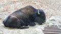 A bison Royalty Free Stock Photo