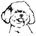 Bichon Frise Dog head vector