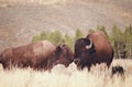 Bisons