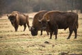 Bisons Royalty Free Stock Photo