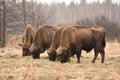 Bisons Royalty Free Stock Photo