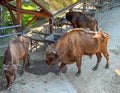 Bisons in the Bison Enclosure in Pszczyna, Poland Royalty Free Stock Photo