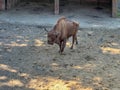 Bisons in the Bison Enclosure in Pszczyna, Poland Royalty Free Stock Photo