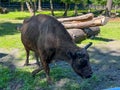 Bisons in the Bison Enclosure in Pszczyna, Poland Royalty Free Stock Photo