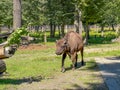 Bisons in the Bison Enclosure in Pszczyna, Poland Royalty Free Stock Photo