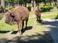 Bisons in the Bison Enclosure in Pszczyna, Poland Royalty Free Stock Photo