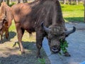 Bisons in the Bison Enclosure in Pszczyna, Poland Royalty Free Stock Photo