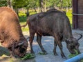 Bisons in the Bison Enclosure in Pszczyna, Poland Royalty Free Stock Photo