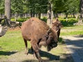 Bisons in the Bison Enclosure in Pszczyna, Poland Royalty Free Stock Photo