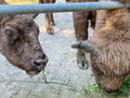 Bisons in the Bison Enclosure in Pszczyna, Poland Royalty Free Stock Photo