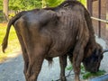 Bisons in the Bison Enclosure in Pszczyna, Poland Royalty Free Stock Photo