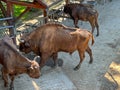 Bisons in the Bison Enclosure in Pszczyna, Poland Royalty Free Stock Photo