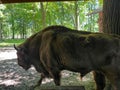 Bisons in the Bison Enclosure in Pszczyna, Poland Royalty Free Stock Photo