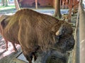 Bisons in the Bison Enclosure in Pszczyna, Poland Royalty Free Stock Photo