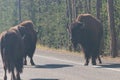 Bisons blocking  the road near Mammoth Hot Springs, Yellowstone National Park, Wyoming. USA. Royalty Free Stock Photo